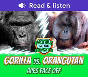 Icon image Gorilla vs Orangutan: Apes Face Off (Level 8 Reader): Apes Face Off