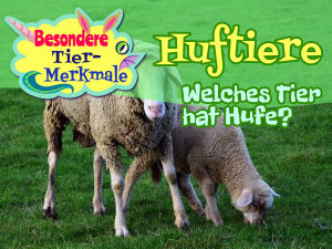 Icon image Huftiere: Welches Tier hat Hufe?